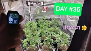 SEED TO HARVEST Flower DAY #1! 9 plants in 2x2 SOG! 1 Gallon Plastic Pots! Mostly Organic Growing