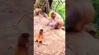 monkey @#$@  bundle 🐒🐒🐒🐒🙊💯