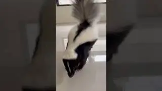 Let&rsquo;s run Daniel skunk~!#animallife #shortvideo #skunks #animals #shorts #funnyanimals #northamerica