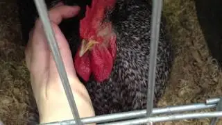 Friendly rooster