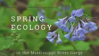 Spring Ecology in the Mississippi River Gorge with Carolyn Carr