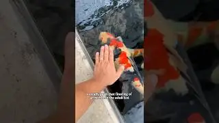 Why I CANT breed koi fish