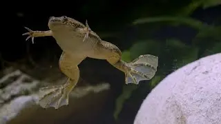 African Clawed Frog - Feeding Time