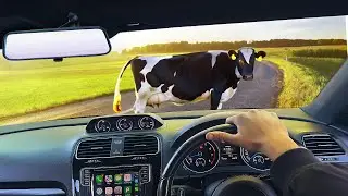 Funniest Moments Caught On Dashcam
