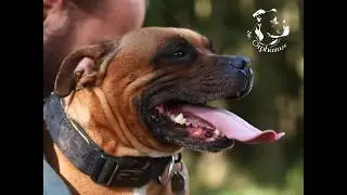Staffordshire Bull Terrier Belle Princess de Orphanus