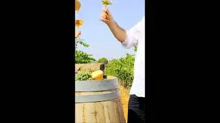 Wein aus den besten Bodegas auf Mallorca online bestellen bei fetasoller.com