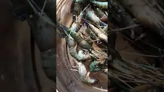 Golda cringri | Icha Mach | Cringri Fish