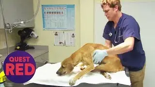 Houston SPCA Find & Care For Paralysed Dog | Animal Cops Houston