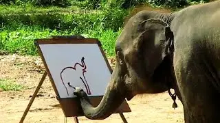 25 Tiere, Die Extrem Intelligente Dinge Taten