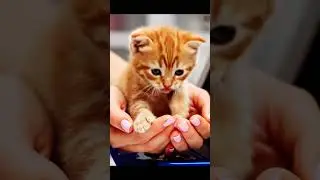 Licking paws, this kitten nearly tumbles into playful splash water in gentle hands
