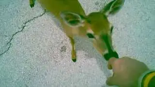 Friendly Key Deer No Name Key
