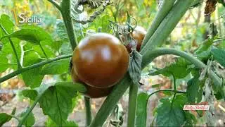 Come si produce il Pomodore Nero