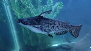 wood catfish