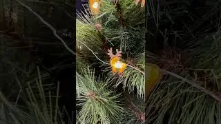 Novelty Lights by Lytworx