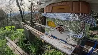 NEW YEARS EVE NO RAIN #honey #beekeeper #beehive #varroa #apimaye #beesting