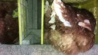 Hen lays egg live on camera