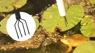 Spearing HUGE Bullfrogs! | Frog Gigging | First Night of Frog Season in New York State