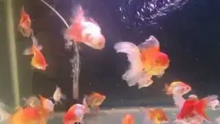 My Goldfish Tank.ตู้ปลาของผม