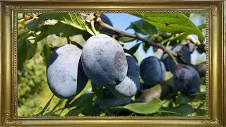 TOP 9 SOIURI DE PRUNE PENTRU TUICA