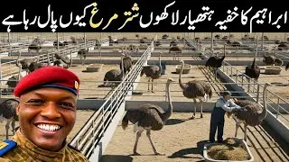 Ibrahim Traor&eacute;&rsquo;s Unusual Ostrich Project: Burkina Faso&rsquo;s New Economic Vision Explained