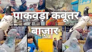 Pakwada Pigeon Market 31/12/25 #pigeon #petlover #market #sale #video