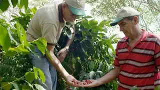 Coffee is in the Soul of Costa Rica