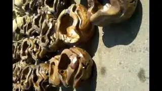 Teak Root Bowls