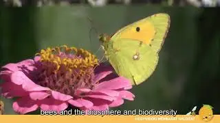 Bee-friendly Hegyvidek