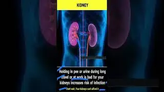 Kidney: Structure, Function & Health Tips in 60 Seconds | Human Body Basics