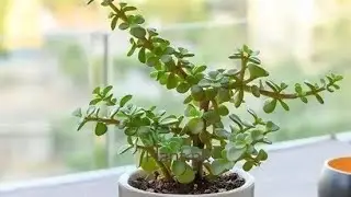 Jade #money_luck plant propagation pruning cuttings #growing #jade #howtocare #plants