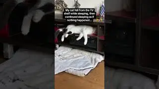 Are feline animals not very alert when sleeping 🐱😂😂#cat #cats #foryou #fypシ  #funny #sleep
