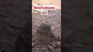Asafoetida (Heeng) from the Mountains of IRAN #shorts#short#asafoetida#heeng#hing