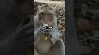 Monkey vs. Human: The Great Banana Heist 🍌🤣