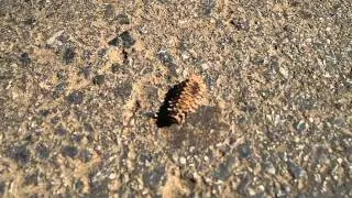 Walking Worm