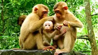 Try not to laugh orphan baby Amanda try request food from friend but was blocked by all of them