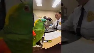 He Asked for a &lsquo;Classified File&rsquo;&hellip; The Officer&rsquo;s Face Says Everything 😂#talkingparrot