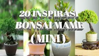 20 Keshitsubo, Shito, Mame Bonsai