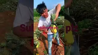 Pain apple cutting in field #painapple #shorts
