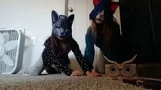 Cat dance party!