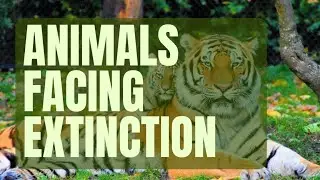 Animals Facing Extinction