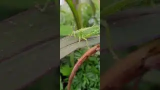 Самка певчего кузнечика (Tettigonia cantans), на конце брюшка яйцеклад
