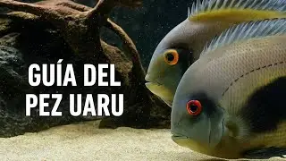 CICLIDO UARU - GUÍA de CUIDADOS -TODO lo  que necesitas SABER de este PEZ