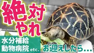 【初心者必見】リクガメをお迎えしたらやるべきこと ５選