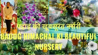 पहाड़ की खूबसूरत नर्सरी|Beautiful nursery in Badog