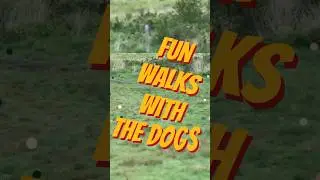 Fun walks with the dogs #doglovers #dogsoflondon #dog #dogsofig #puppy #dogsdayout #pets