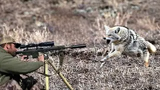 Inside an Unforgettable Predator Day | 15 Coyote Encounters | Daytime Action