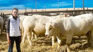 Распродажа DeBruycker Charolais Bull 2021, Монтана