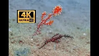 Diving Apo island  Philippines