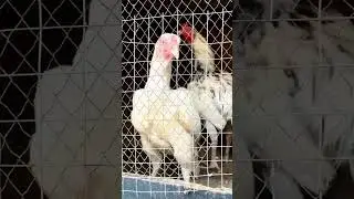 check Aseel pair #song #aseel #aseelmurga #Aseelchicks #aseelpair #shorts #shortsfeed