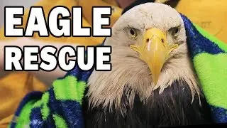 EAGLE RESCUE, REHAB, AND RELEASE - Sitka Alaska